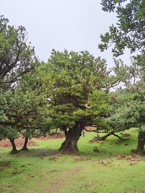 West: 4x4 Tour | Seixal Beach | Porto Moniz Natural Pools | - Exploring Madeiras Highlights on a 4x4 Adventure