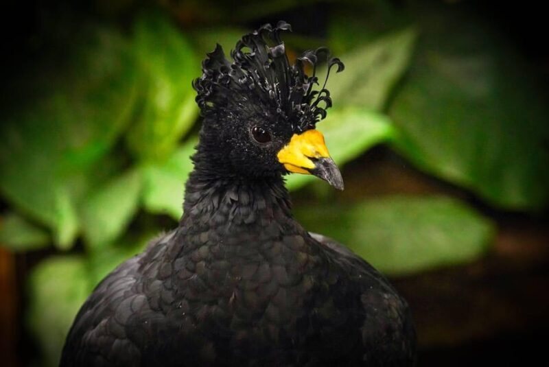 West Berkshire,UK: The Living Rainforest Centre Entry Ticket - Key Points