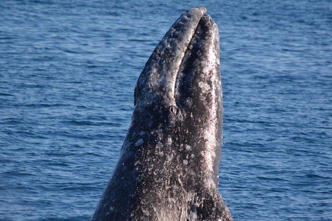 West Harbor LA Whale and Dolphin Watching Cruise - The Experience and Itinerary Breakdown