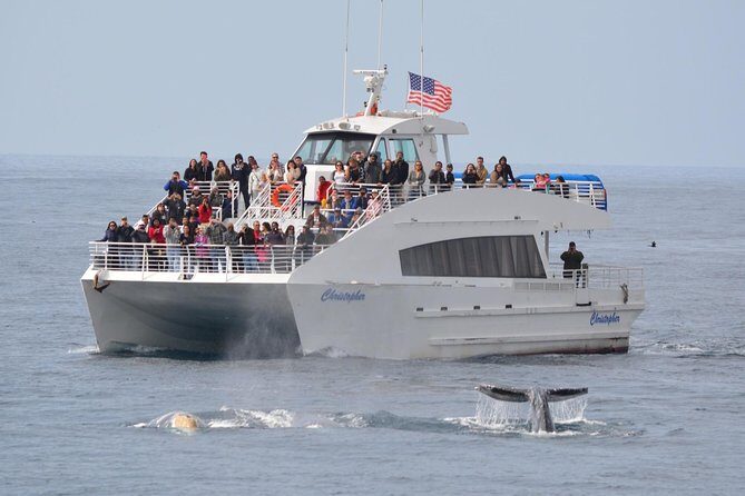 West Harbor LA Whale and Dolphin Watching Cruise - The Value of This Experience