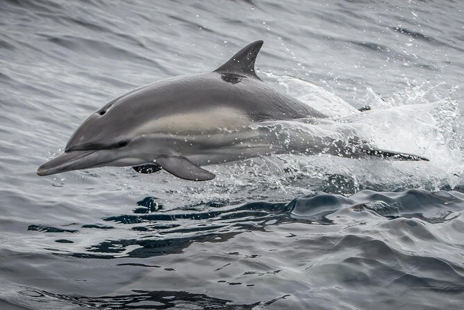 West Harbor LA Whale and Dolphin Watching Cruise - Who Will Love This Tour?