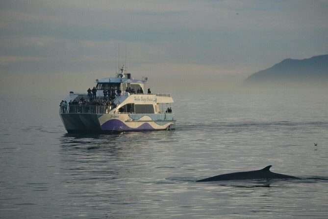 West Harbor LA Whale and Dolphin Watching Cruise - FAQ