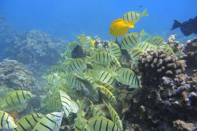 West Maui Snorkeling Experience by Boat from Ka'anapali - The Itinerary in Detail