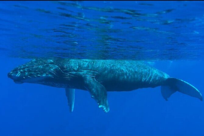 West Maui Sunset Whale Watch - FAQs about the West Maui Sunset Whale Watch