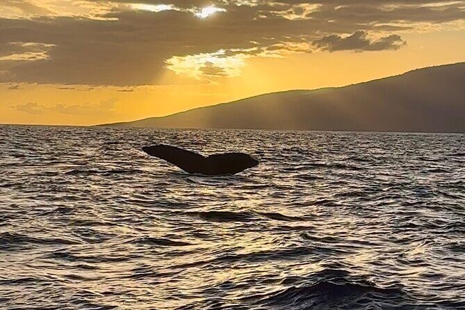 West Maui Sunset Whale Watch - Your Questions Answered