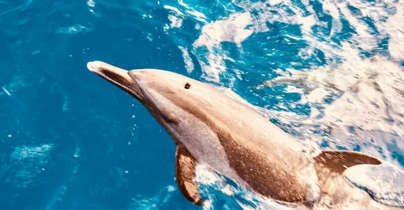 West O'ahu: Dolphin Watching and Snorkeling Catamaran Cruise - Pricing and Value