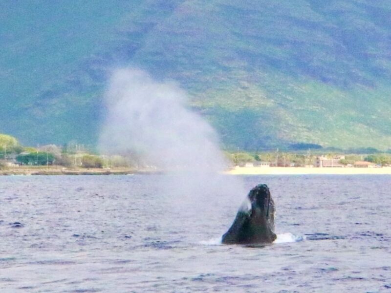 West O'ahu: Swim with Dolphins Catamaran Cruise - Final Thoughts