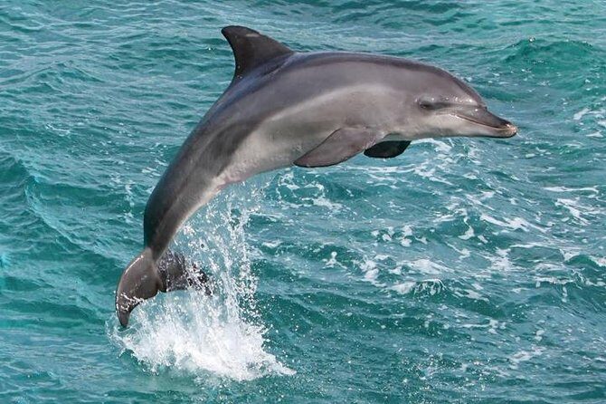 West Oahu Whale Watching Excursion - What Is the West Oahu Whale Watching Excursion?