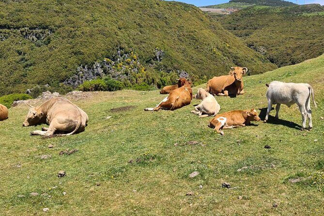 West of Madeira Private Half-Day Tour - What Travelers Say