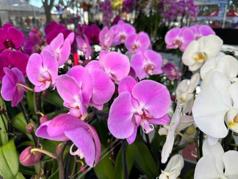 West Palm Beach: Mornings in the Market Food Tour - FAQ