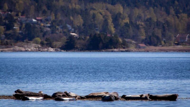 West Sweden: Paddle with seals - The pros and cons based on reviews and details