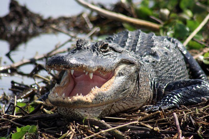 Western Everglades Adventure Tour - FAQ