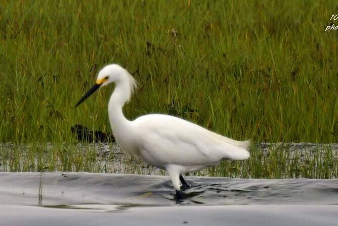 Wetlands Safari Eco-Cruise in Cape May (Birding By Boat) - Final Thoughts