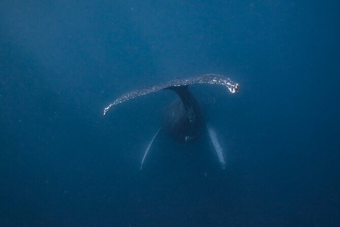 Whale and Dive Combo Tour in Los Cabos - Introduction