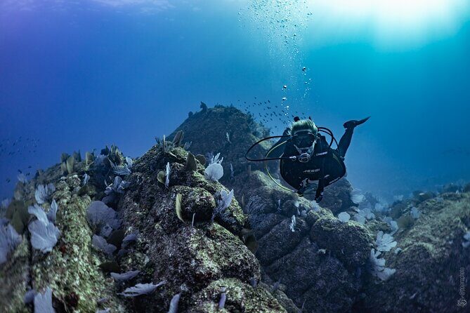 Whale and Dive Combo Tour in Los Cabos - FAQ