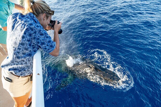 Whale and Dolphin Watch Boat Cruise in Oahu - Discover the Whale and Dolphin Watch Boat Cruise in Oahu