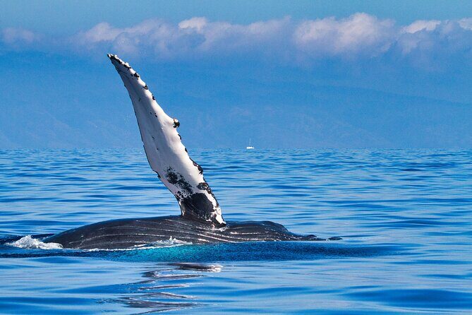 Whale and Dolphin Watch Boat Cruise in Oahu - Key Points