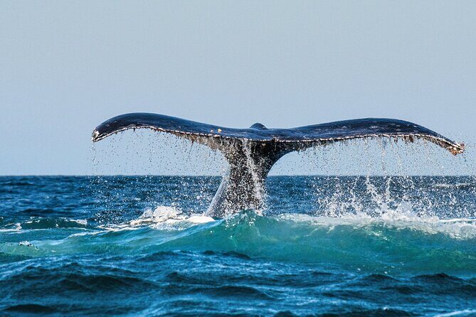 Whale and Dolphin Watch Boat Cruise in Oahu - The Experience: Pros and Cons