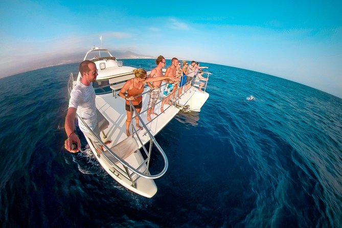 Whale and Dolphin Watching Catamaran with Transfer and Buffet - What Actually Happens During the Tour