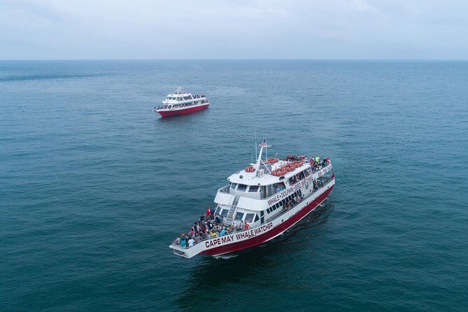 Whale and Dolphin Watching Cruise from Cape May - What to Expect on the Cape May Whale & Dolphin Cruise