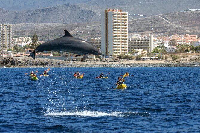 Whale and Dolphin Watching EcoAdventure in Tenerife - The Value for Money