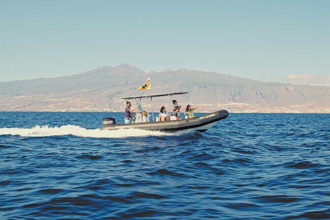 Whale and Dolphin Watching EcoAdventure in Tenerife - Downsides and Considerations