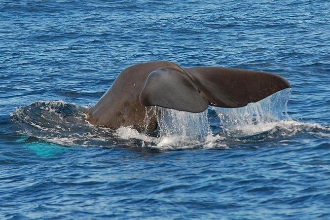 Whale and Dolphin Watching in Calheta, Madeira Island - Who Is This Tour Best For?