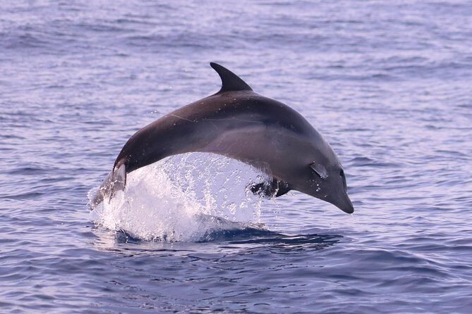 Whale and Dolphin Watching in Calheta, Madeira Island - FAQs