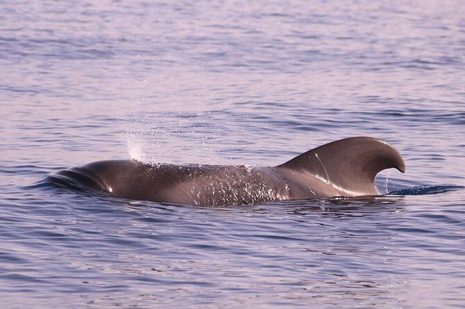 Whale and Dolphin Watching in Calheta, Madeira Island - The Value Proposition in Context