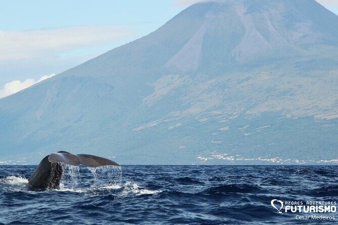 Whale and dolphin watching in Pico Island - Exploring Whale and Dolphin Watching in Pico Island