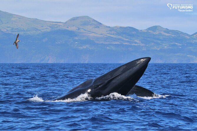 Whale and dolphin watching in Pico Island - Analyzing the Price and Value