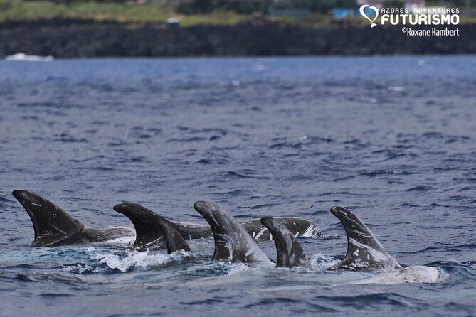 Whale and dolphin watching in Pico Island - FAQs
