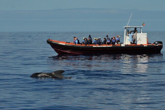 Whale and Dolphin Watching in Pico Island - Half Day - The Experience of the Crew and Guides