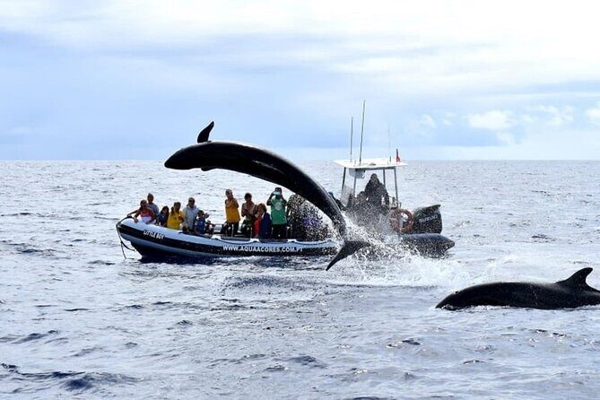 Whale and Dolphin Watching in Pico Island - Half Day - FAQ