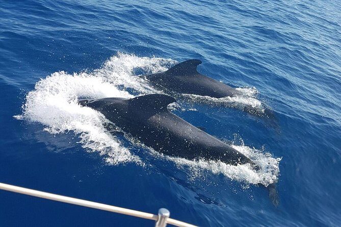 Whale and Dolphin Watching Sailing Boat with Drinks, Snacks and Swimming Time - Key Points