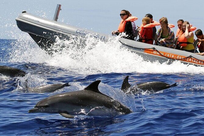 Whale and Dolphin Watching Tour from Funchal - Watching Whales and Dolphins off Madeira: An Honest Look