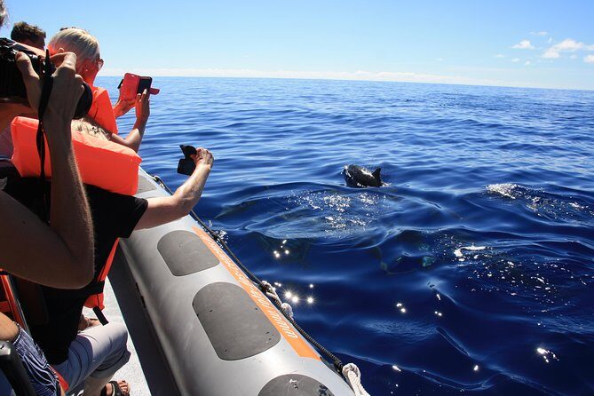 Whale and Dolphin Watching Tour from Funchal - The Practicalities: Price, Duration, and Group Size