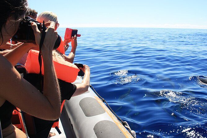Whale and Dolphin Watching Tour from Funchal - Who Should Consider This Tour?