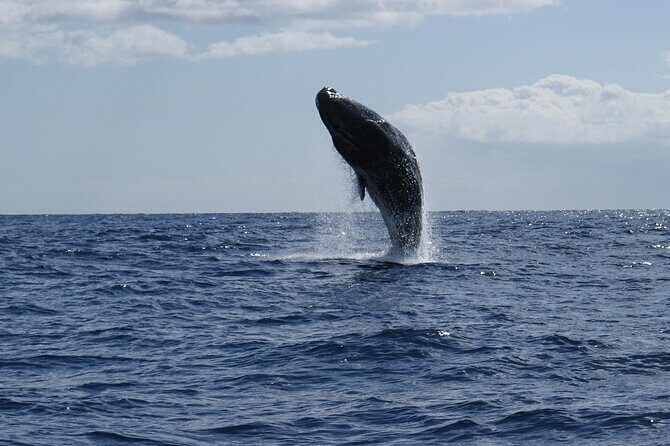 Whale and Dolphin Watching Tour from Funchal - Final Thoughts