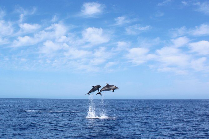 Whale and Dolphin Watching Tour in Madeira - Introduction