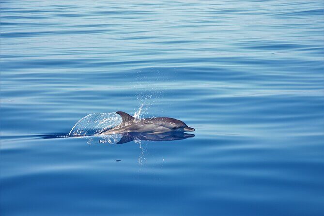 Whale and Dolphin Watching Tour in Madeira - Key Points