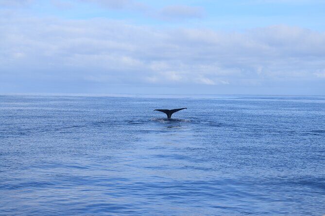 Whale and Dolphin Watching Tour in Madeira - The Sum Up