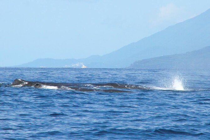 Whale and Dolphin Watching Tour on Pico Island - FAQs