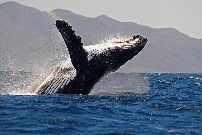 Whale and Dolphin Watching with a Biologist in Puerto Vallarta - An Honest Breakdown of the Tour