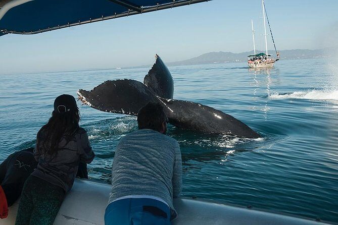 Whale and Dolphin Watching with a Biologist in Puerto Vallarta - Final Thoughts