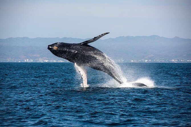 Whale and Dolphin Watching with a Biologist in Puerto Vallarta - FAQs
