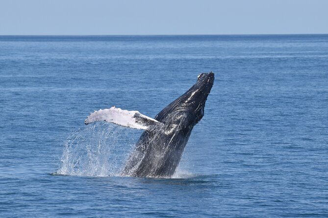Whale Dolphin and Bird Watching Ecotour Cruise - Key Points