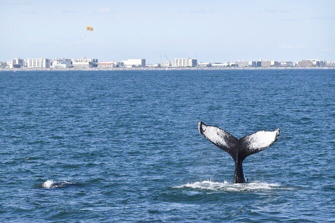 Whale Dolphin and Bird Watching Ecotour Cruise - The Experience in Detail