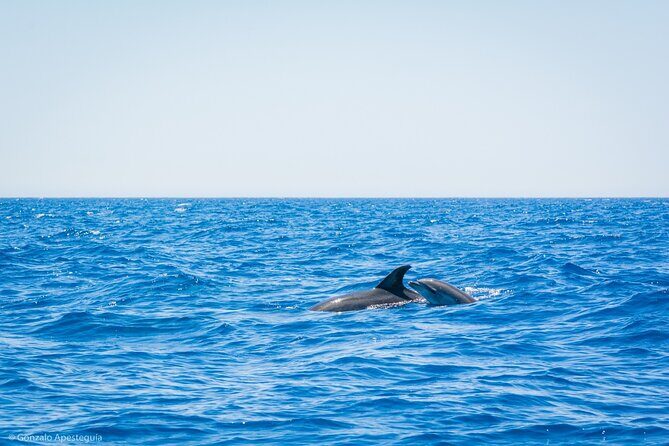 Whale & Dolphin Observation on Silent Catamaran with Hydrophone - Wildlife Encounters and Sightings