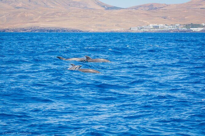 Whale & Dolphin Observation on Silent Catamaran with Hydrophone - Wrapping It Up
